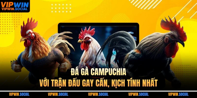 đá gà campuchia