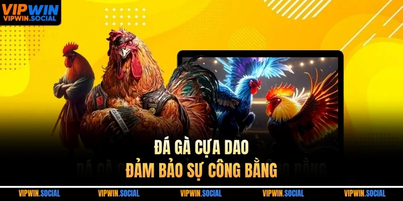 Đá gà cựa dao đảm bảo sự công bằng