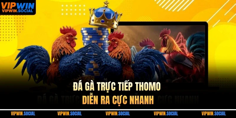 Đá gà trực tiếp Thomo diễn ra cực nhanh