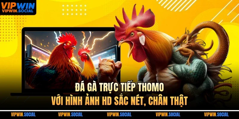 đá gà trực tiếp thomo