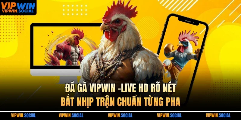 Đá gà VIPWIN –Live HD rõ nét, bắt nhịp trận chuẩn từng pha