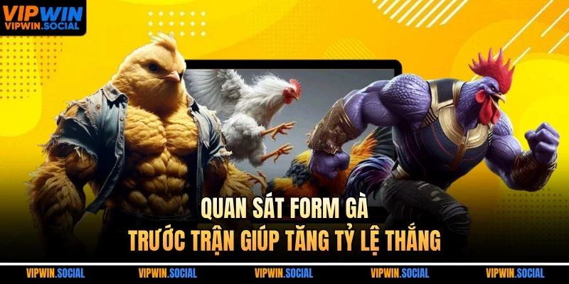 Quan sát form gà trước trận giúp tăng tỷ lệ thắng
